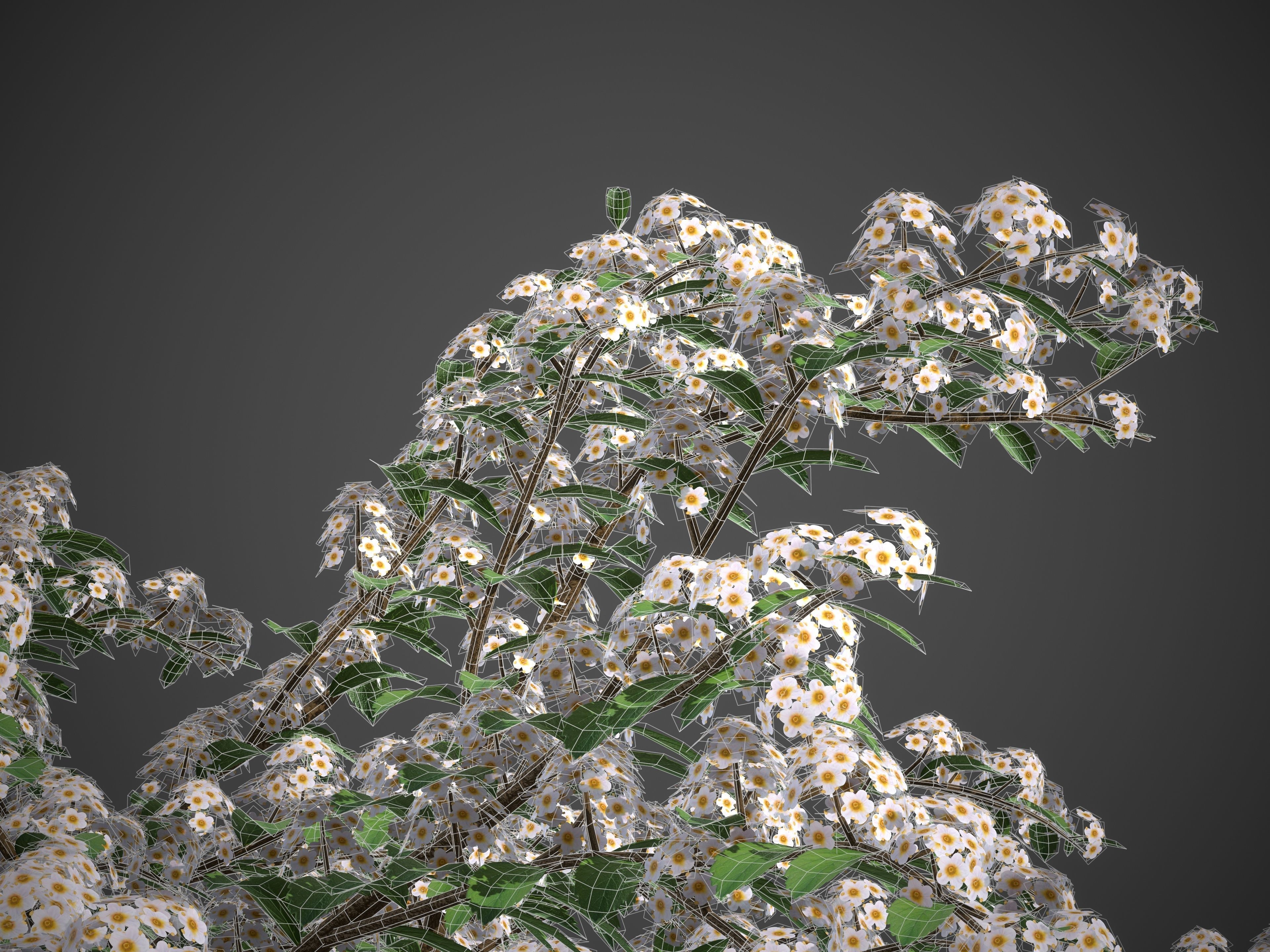 XfrogPlants Snowmound - Spiraea Nipponica 3D model_4