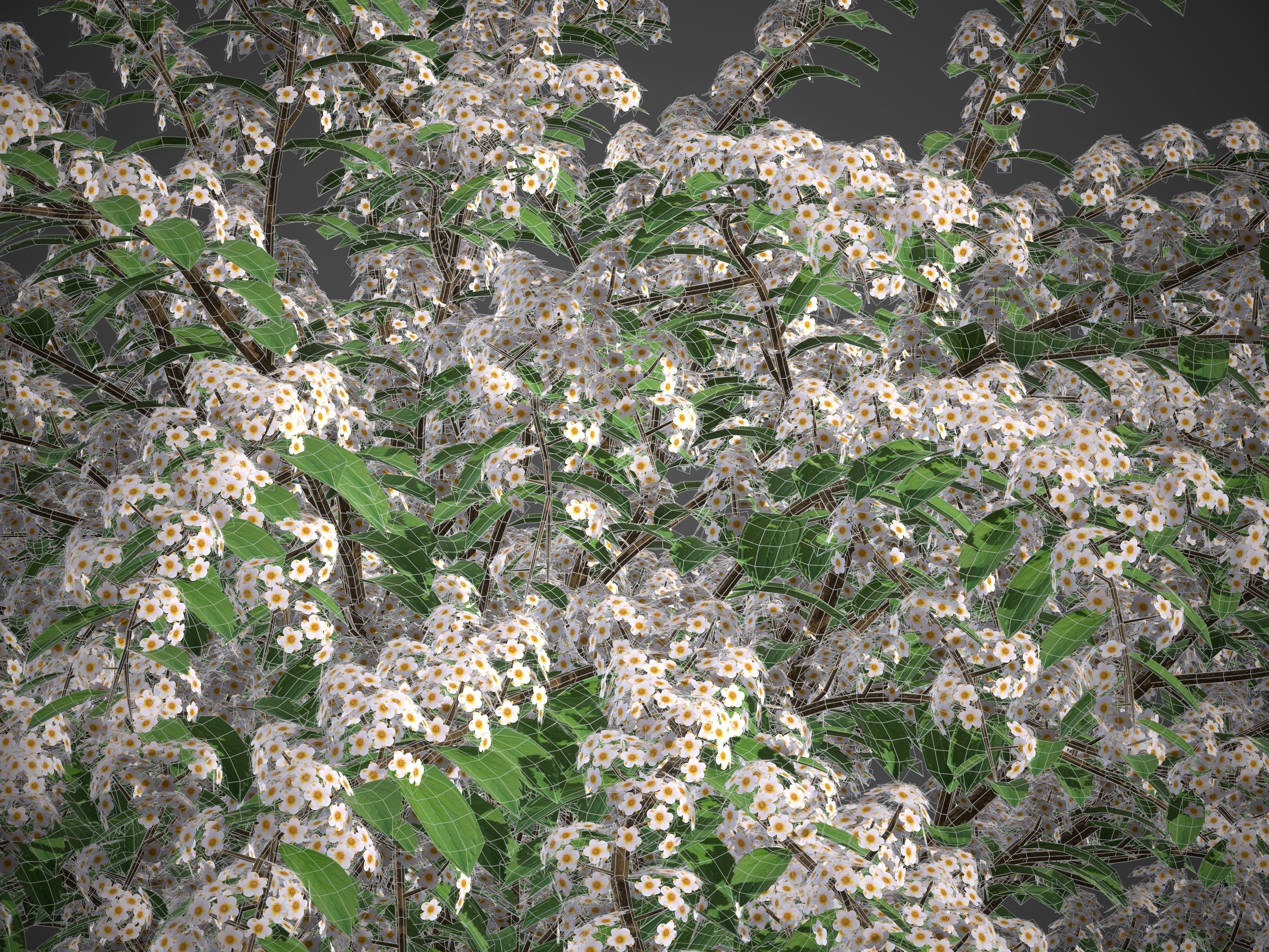 XfrogPlants Snowmound - Spiraea Nipponica 3D model_2