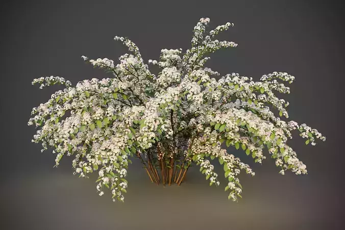 XfrogPlants Snowmound - Spiraea Nipponica