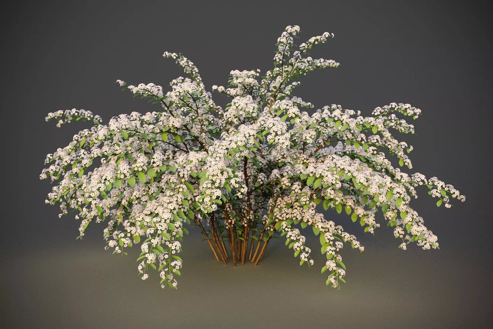 XfrogPlants Snowmound - Spiraea Nipponica 3D model_0