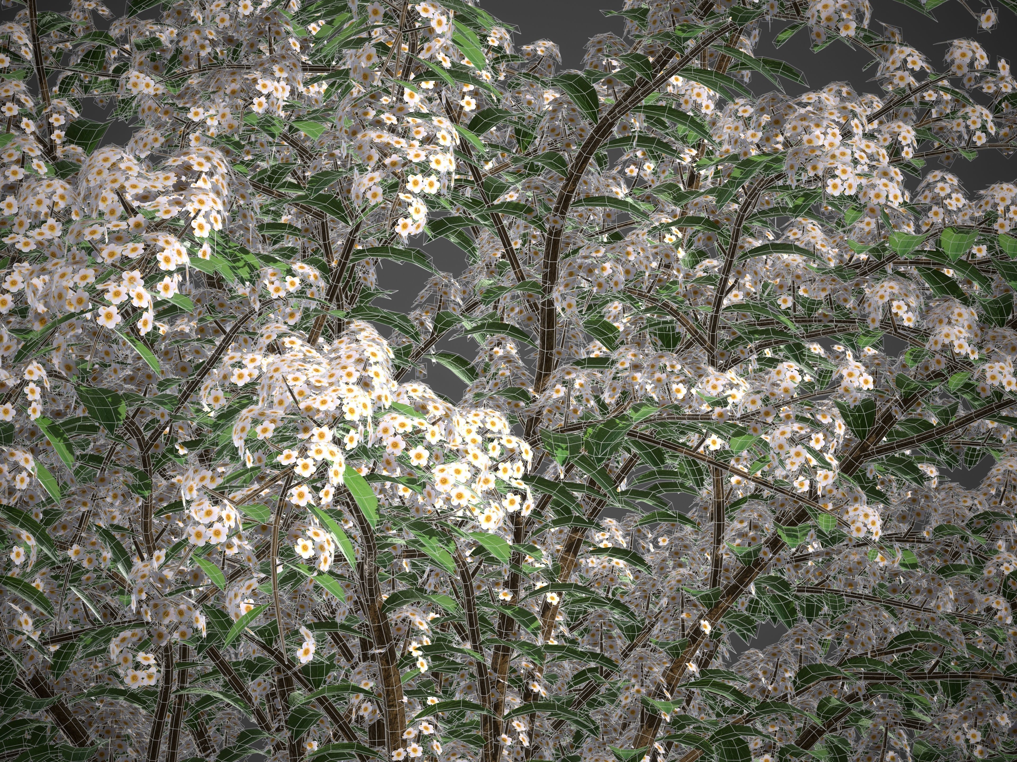 XfrogPlants Snowmound - Spiraea Nipponica 3D model_3