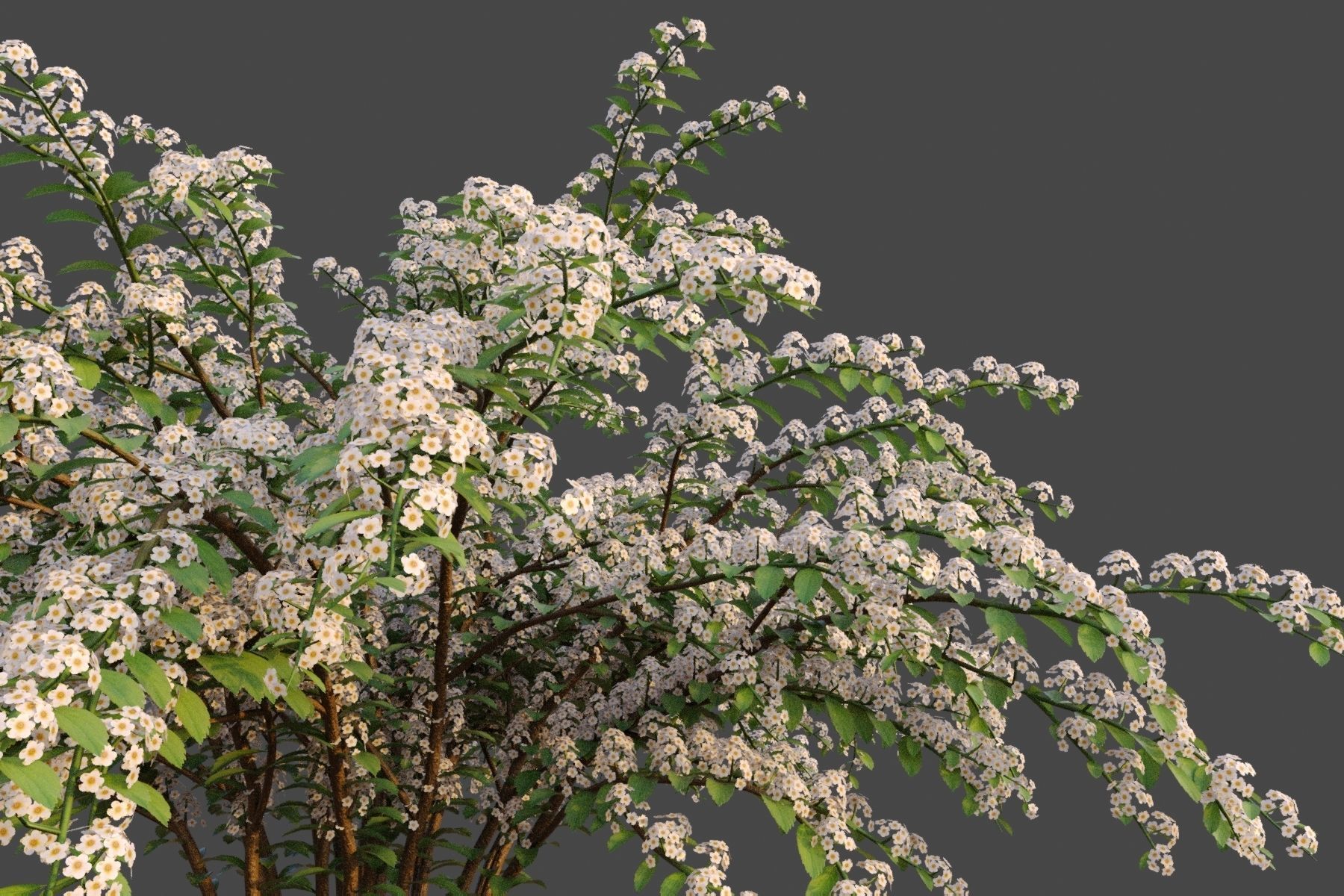 XfrogPlants Snowmound - Spiraea Nipponica 3D model_5