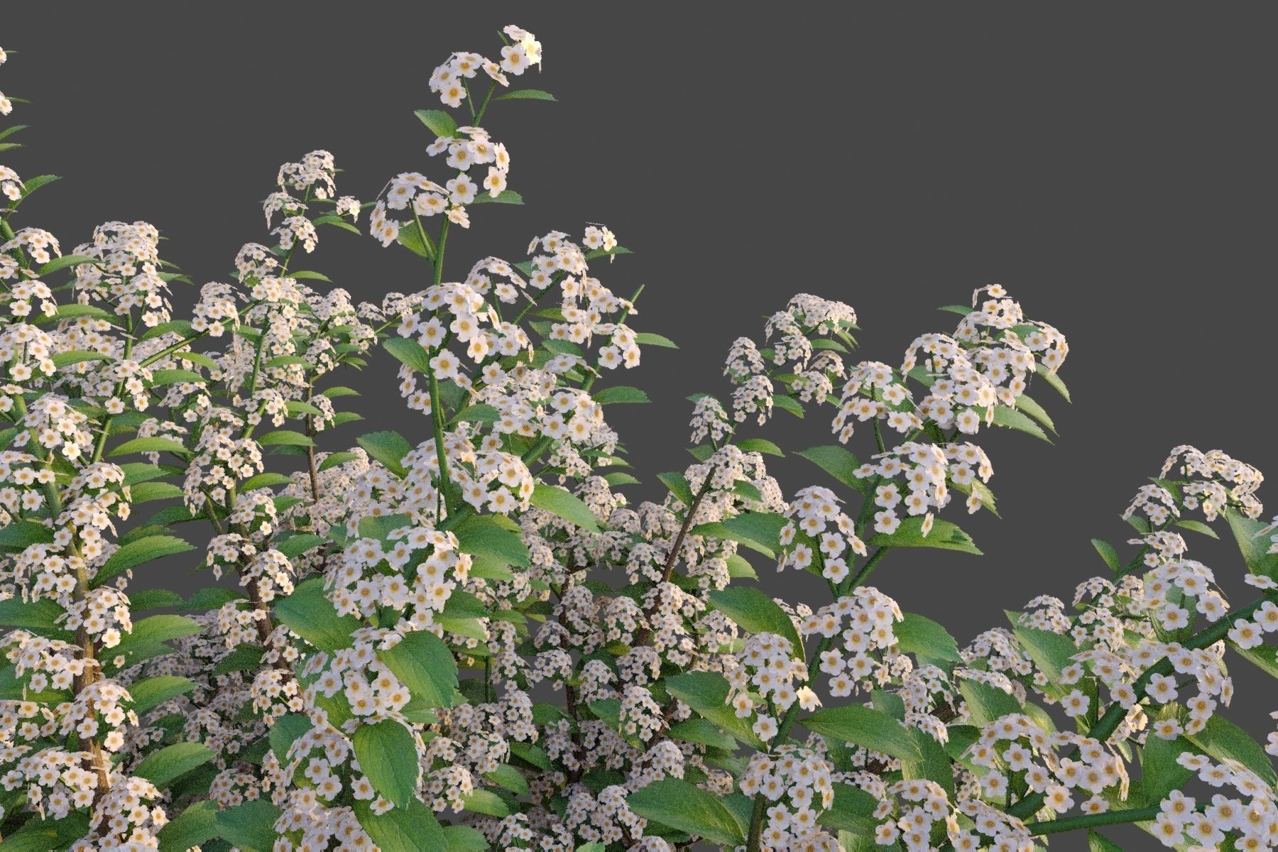 XfrogPlants Snowmound - Spiraea Nipponica 3D model_6