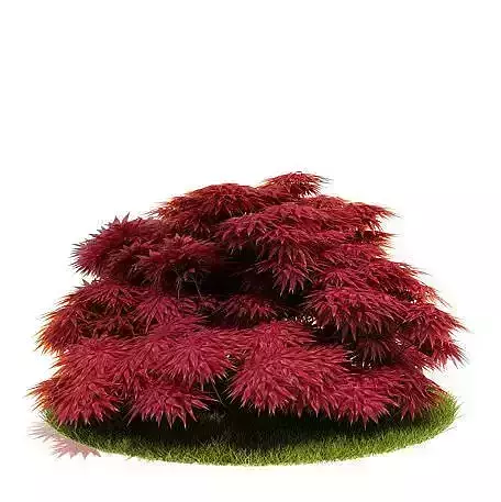 Red Shrubbery