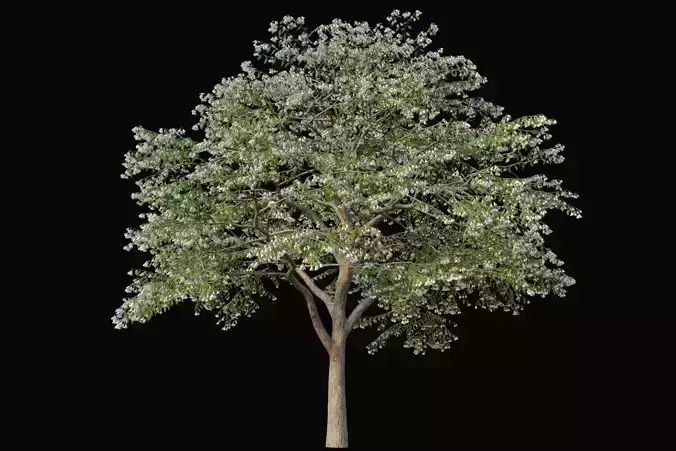XfrogPlants Japanese Snowbell - Styrax Japonicus  3D model
