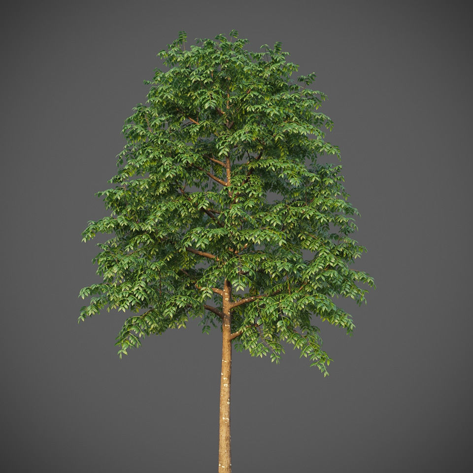 XfrogPlants West Indian Mahogany - Swietenia Mahagoni 3D model_3
