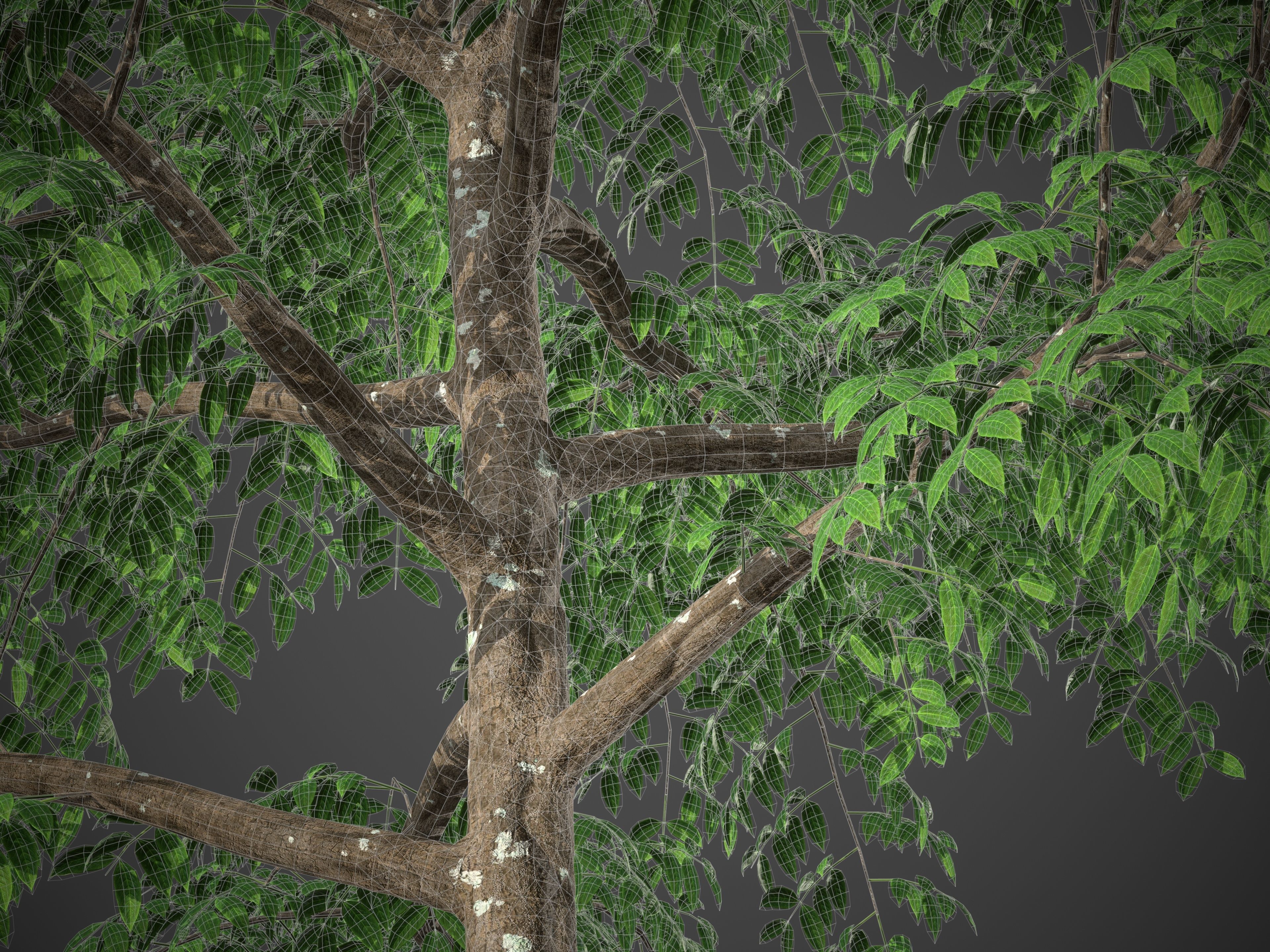 XfrogPlants West Indian Mahogany - Swietenia Mahagoni 3D model_6