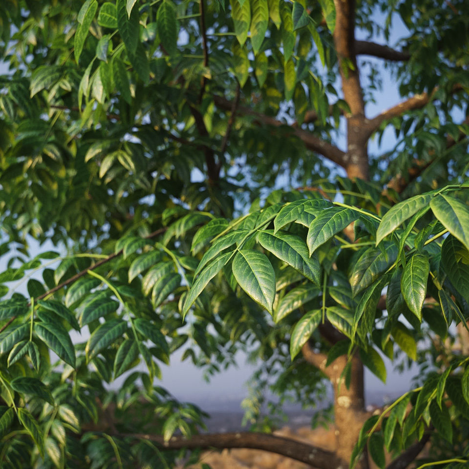 XfrogPlants West Indian Mahogany - Swietenia Mahagoni 3D model_2