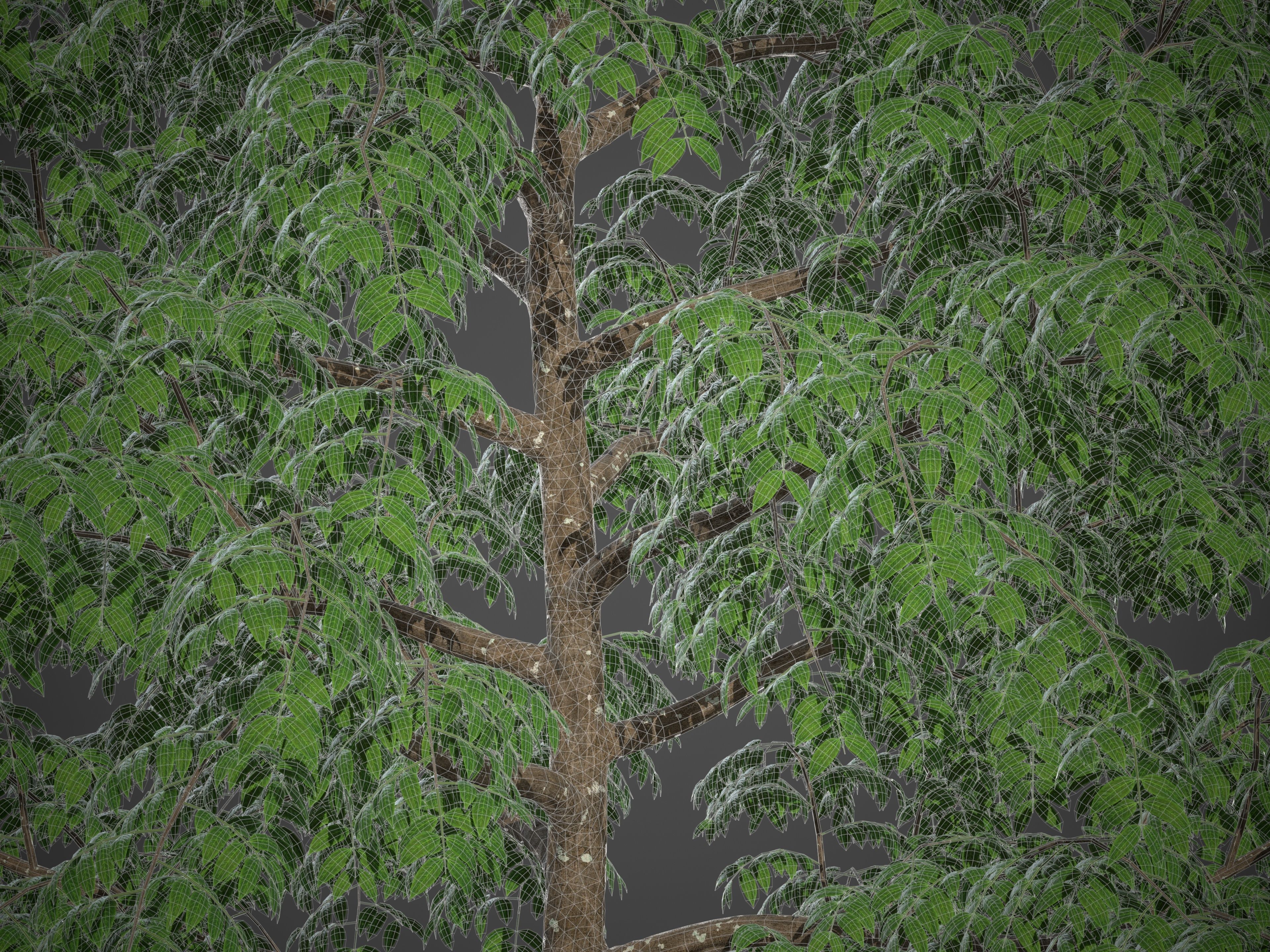 XfrogPlants West Indian Mahogany - Swietenia Mahagoni 3D model_5