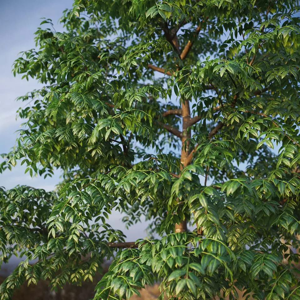 XfrogPlants West Indian Mahogany - Swietenia Mahagoni 3D model_0