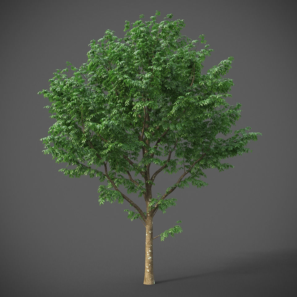 XfrogPlants West Indian Mahogany - Swietenia Mahagoni 3D model_4