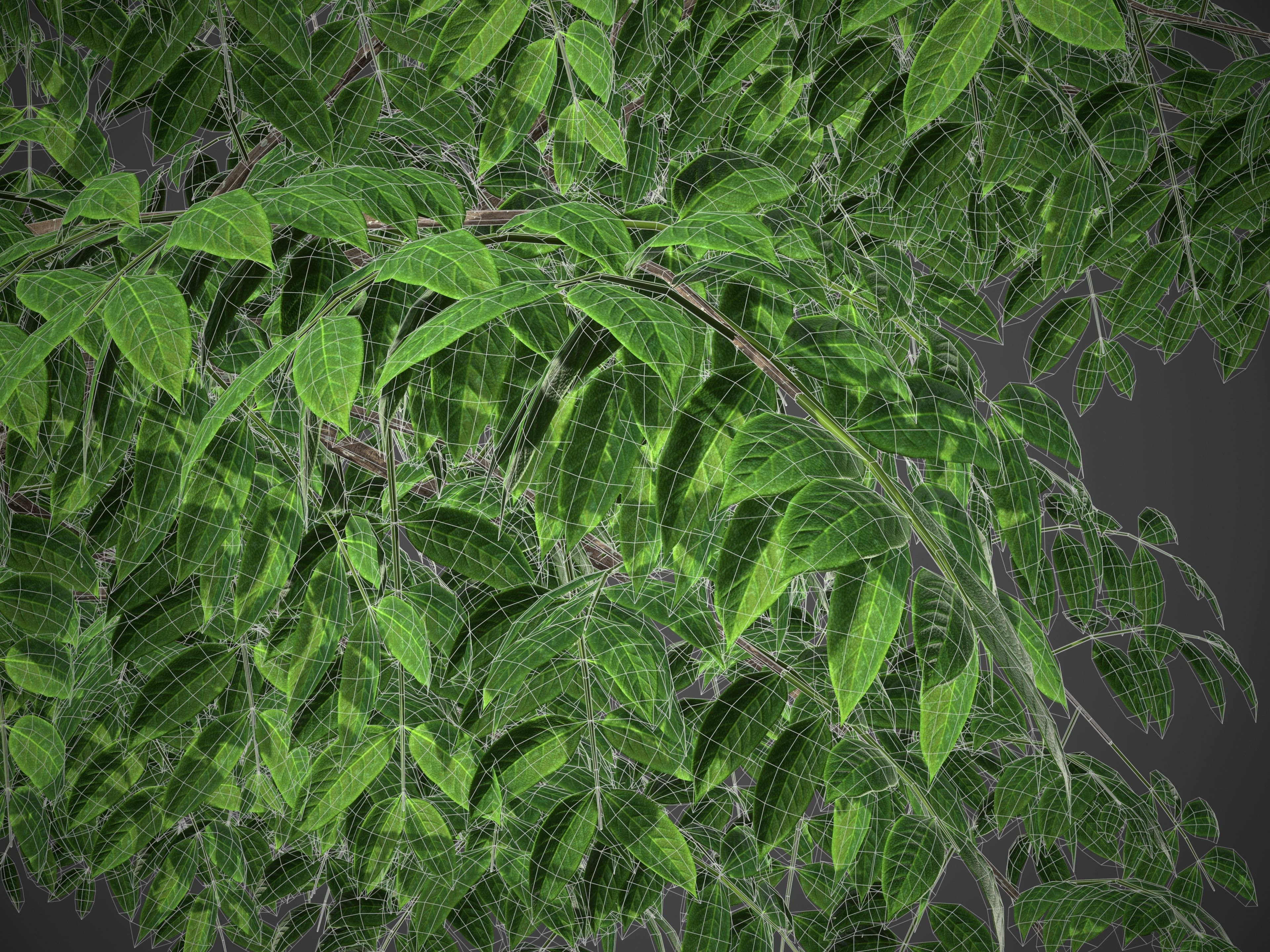 XfrogPlants West Indian Mahogany - Swietenia Mahagoni 3D model_7