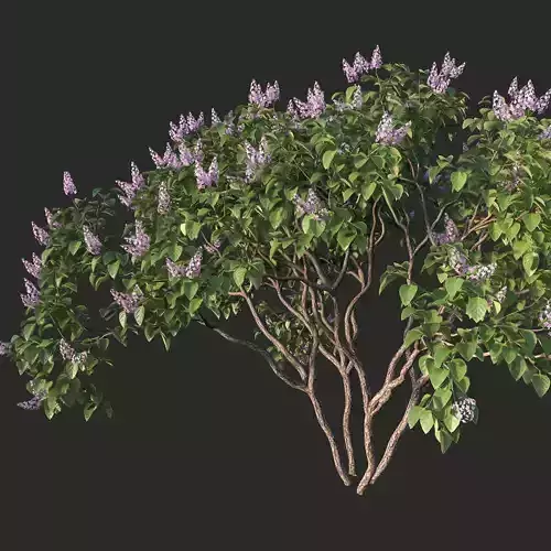 XfrogPlants Lilac - Syringa Vulgaris  3D model