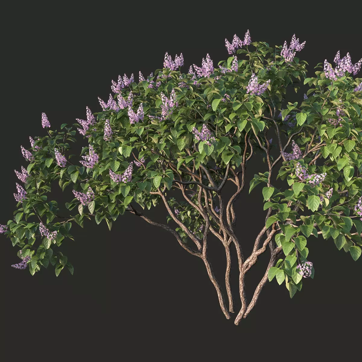 XfrogPlants Lilac - Syringa Vulgaris 3D model