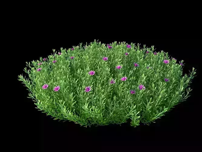 XfrogPlants Germander -  Teucrium Aroanium