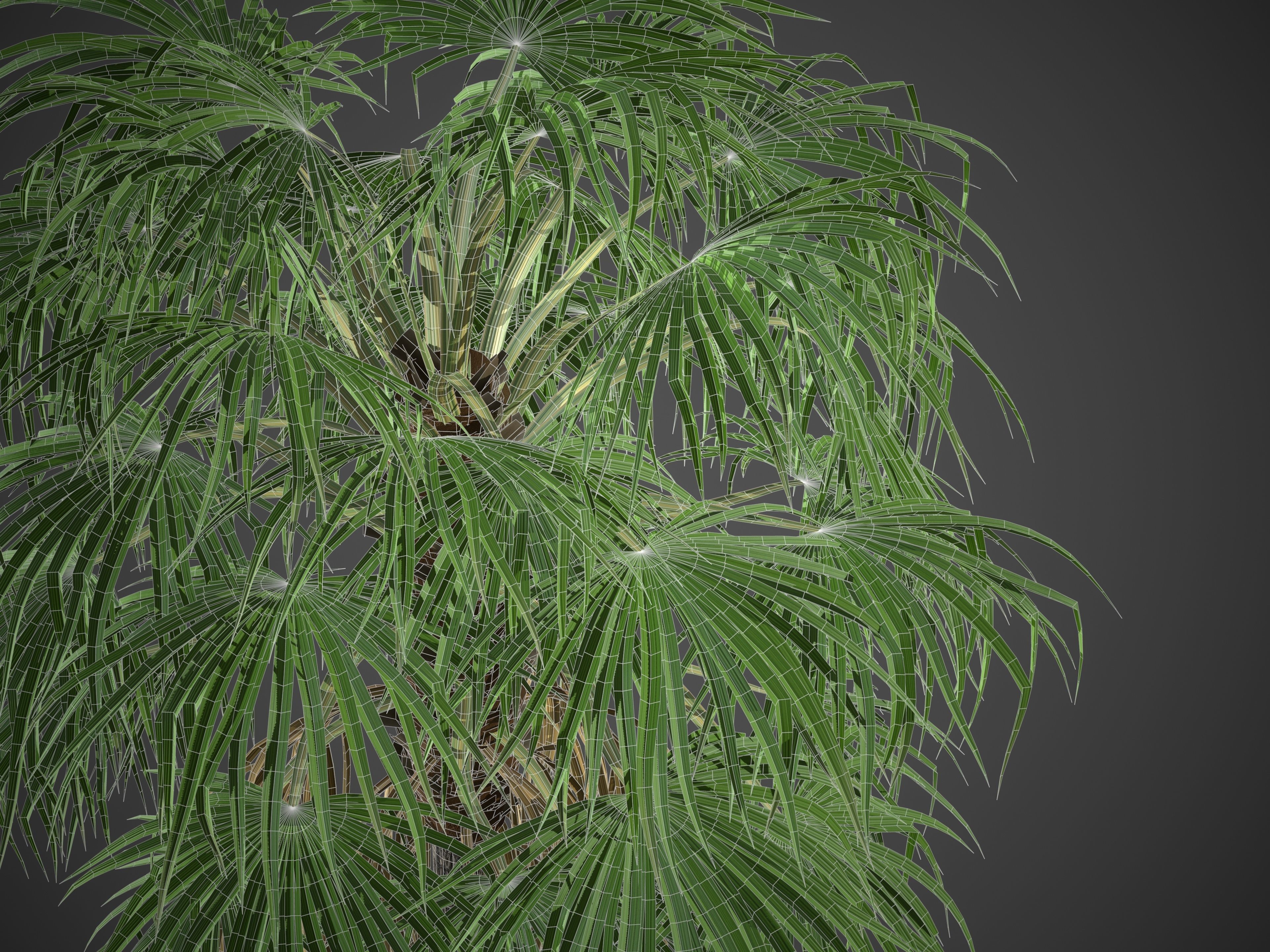 XfrogPlants Florida Thatch Palm - Thrinax Radiata  3D model_5