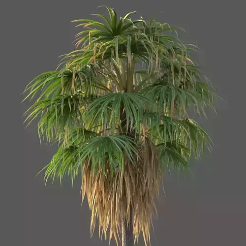 XfrogPlants Florida Thatch Palm - Thrinax Radiata  3D model