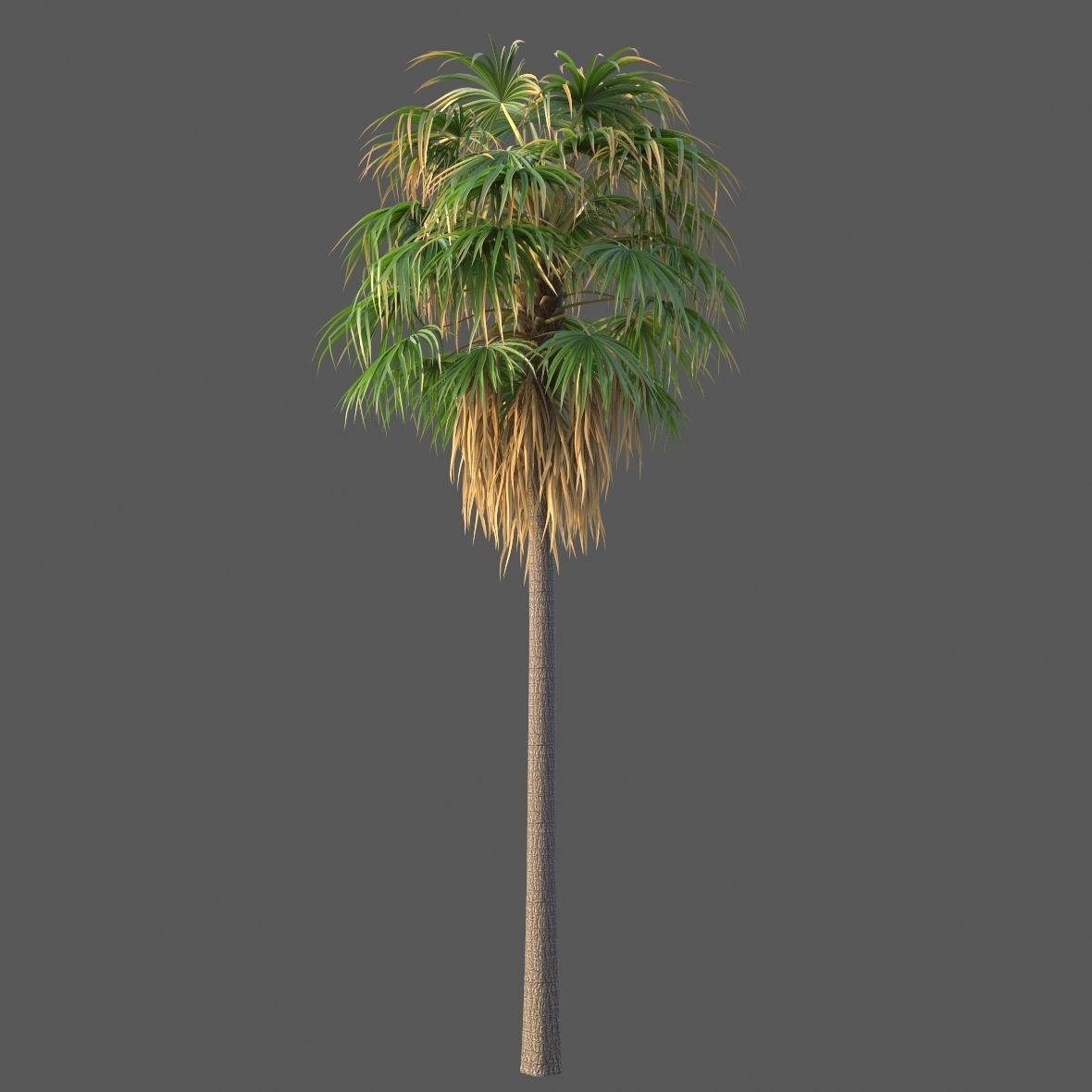 XfrogPlants Florida Thatch Palm - Thrinax Radiata  3D model_3