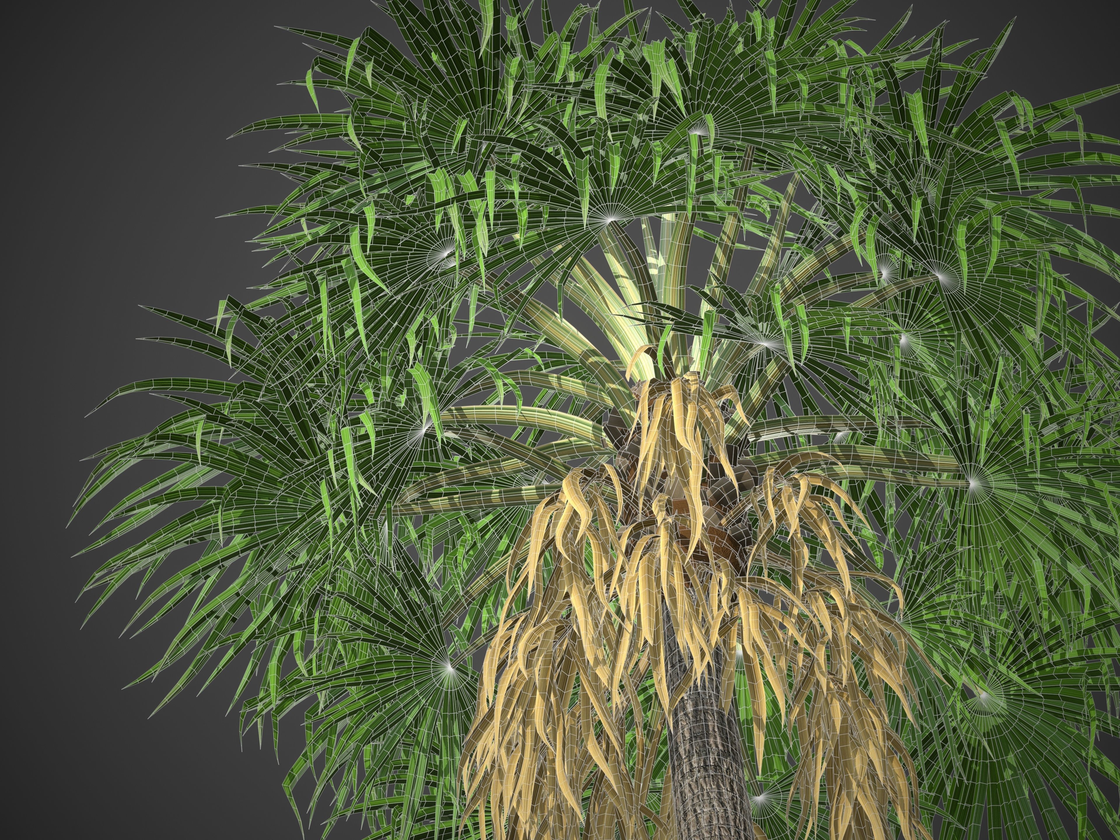 XfrogPlants Florida Thatch Palm - Thrinax Radiata  3D model_6