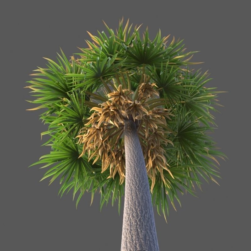 XfrogPlants Florida Thatch Palm - Thrinax Radiata  3D model_2