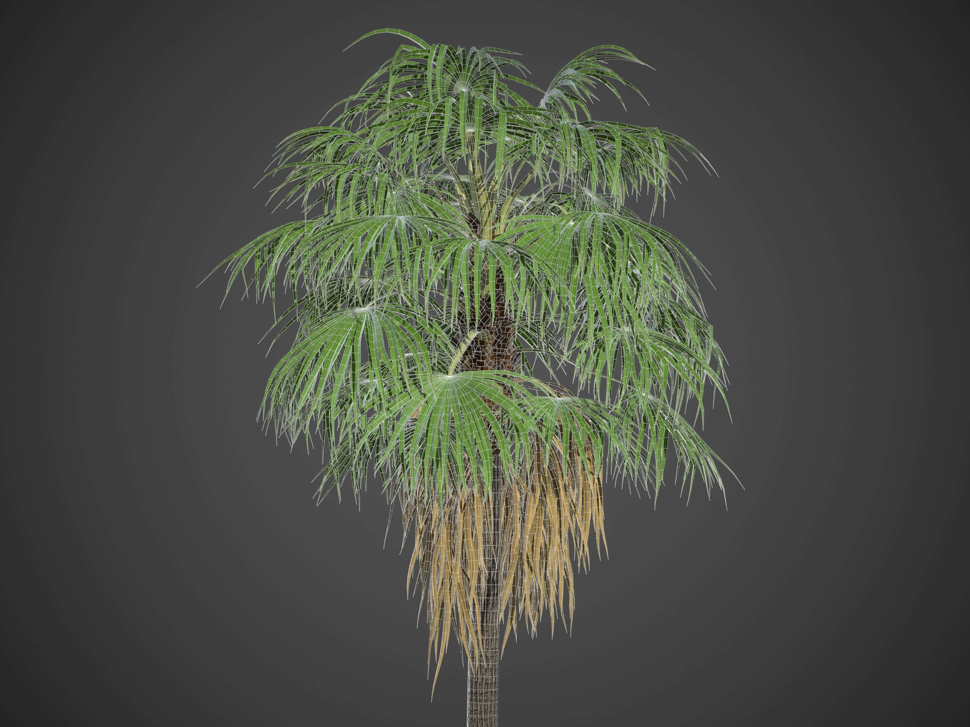 XfrogPlants Florida Thatch Palm - Thrinax Radiata  3D model_4
