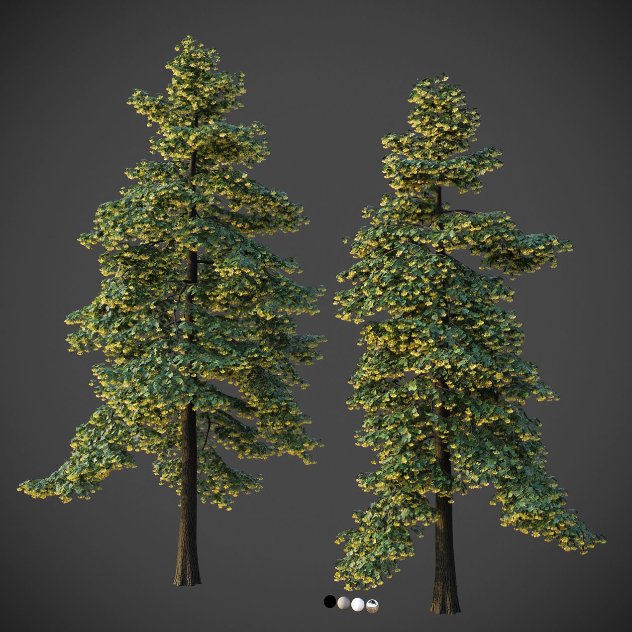 XfrogPlants Littleleaf Linden - Tilia Cordata 3D model_2