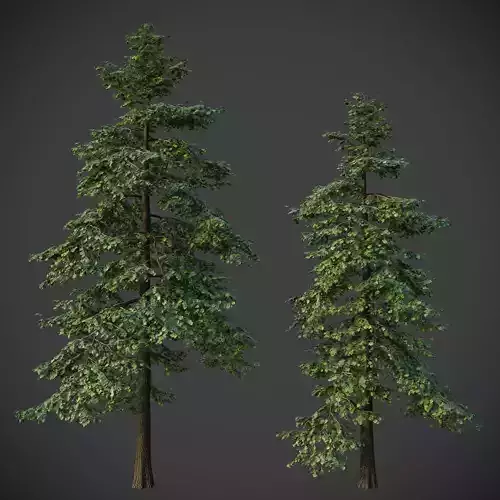 XfrogPlants Littleleaf Linden - Tilia Cordata 3D model