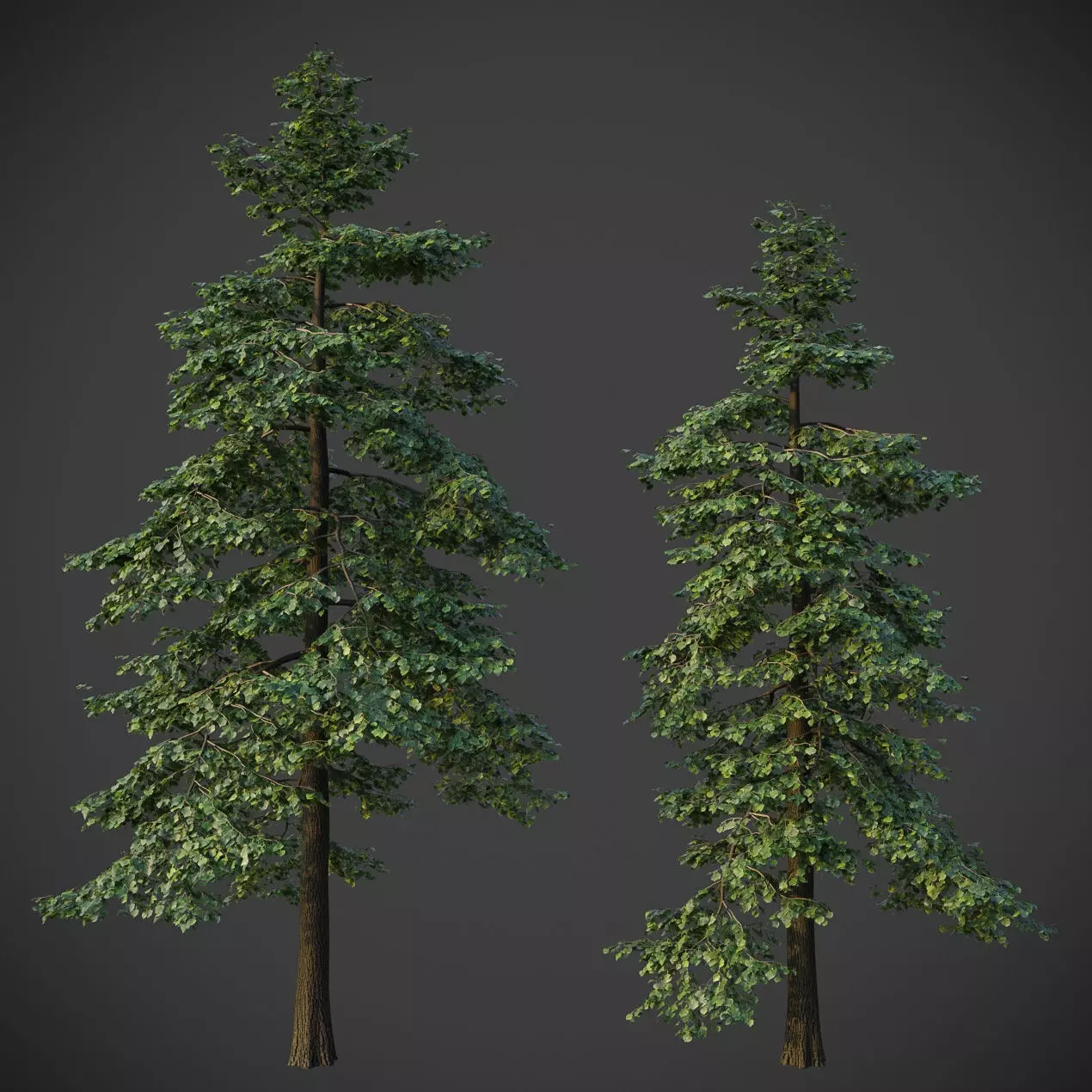 XfrogPlants Littleleaf Linden - Tilia Cordata 3D model_0