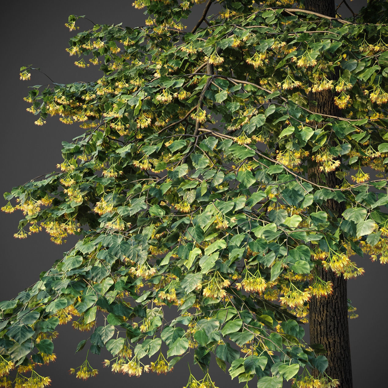 XfrogPlants Littleleaf Linden - Tilia Cordata 3D model_3