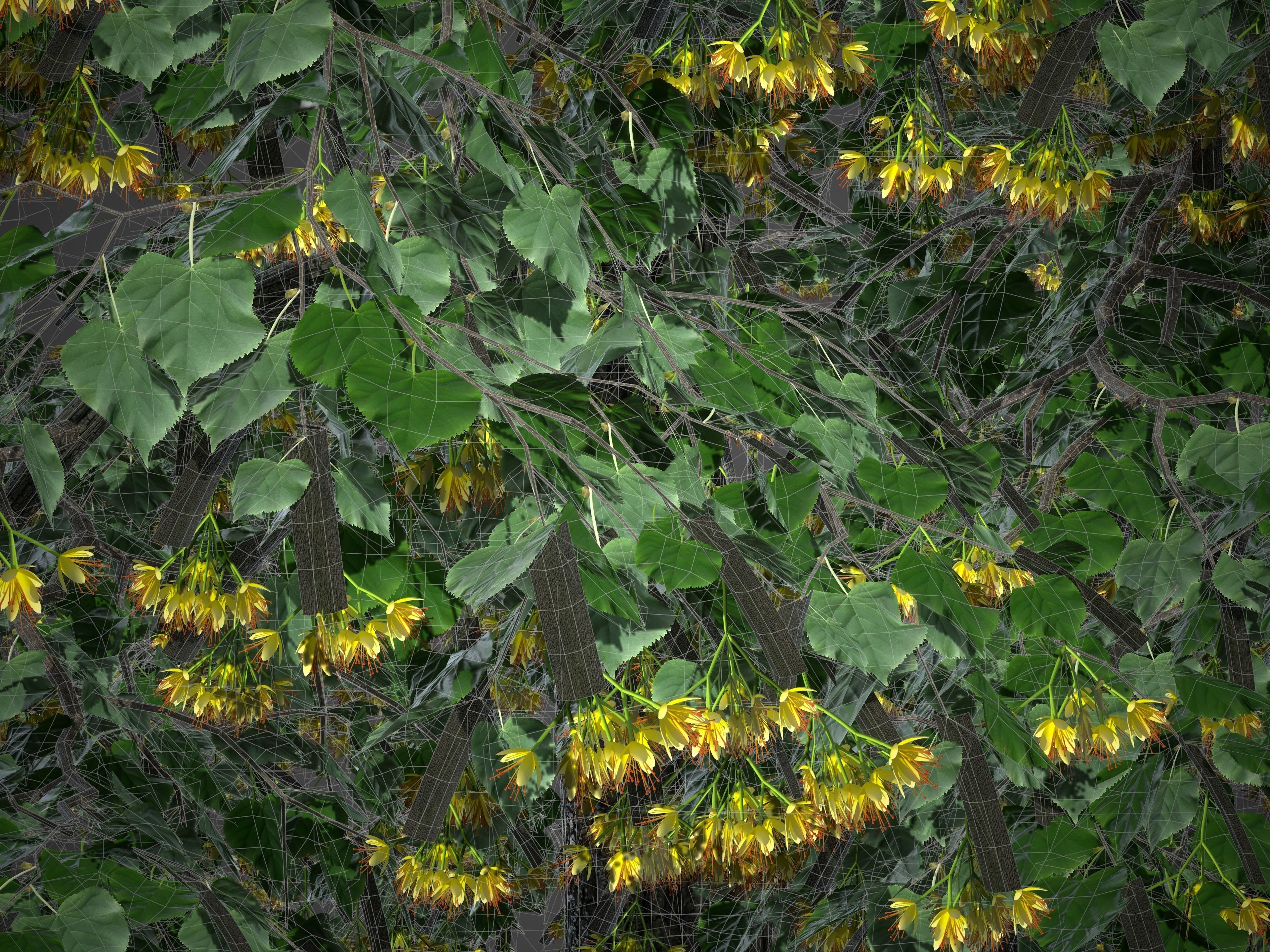 XfrogPlants Littleleaf Linden - Tilia Cordata 3D model_5