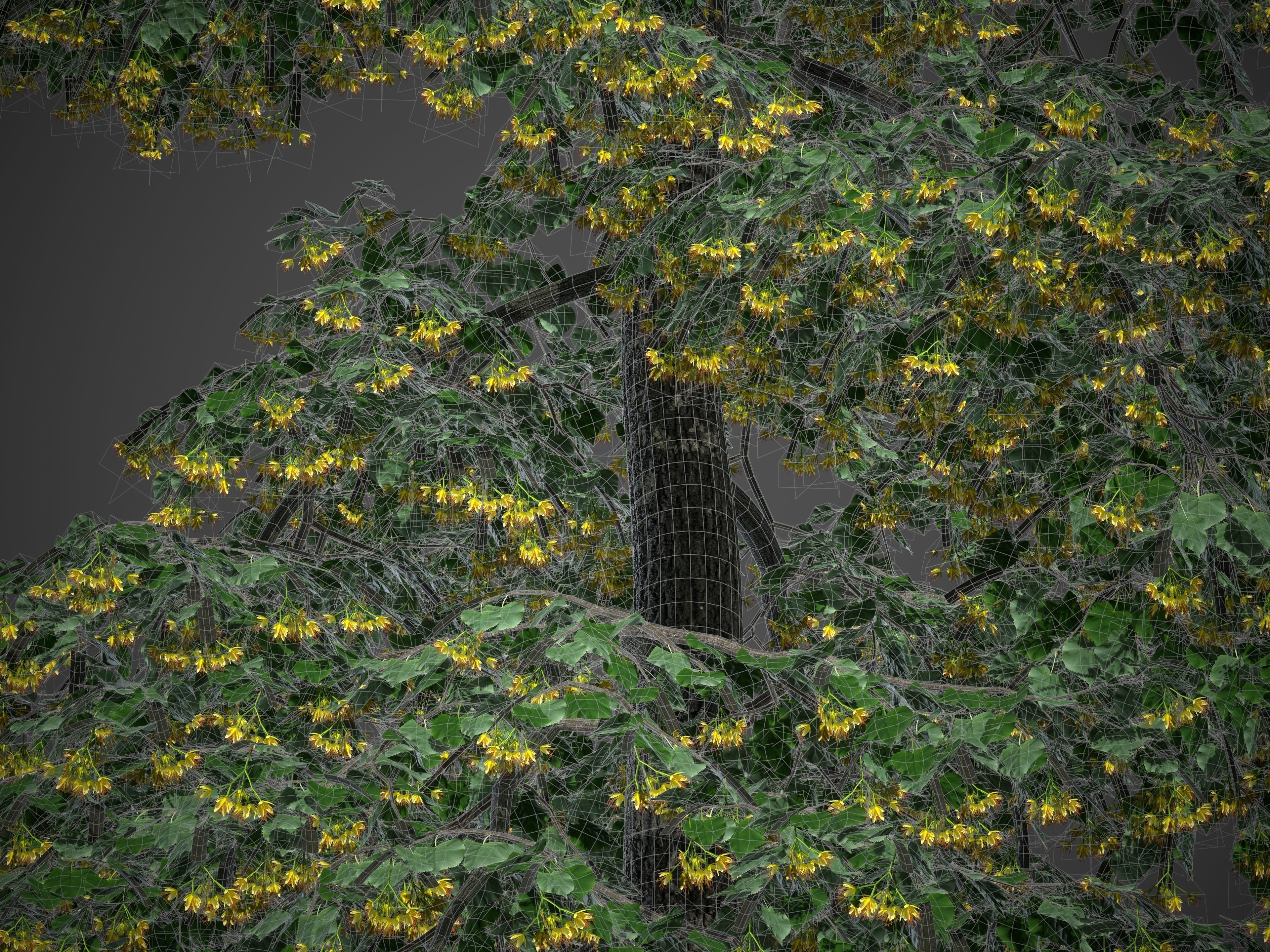 XfrogPlants Littleleaf Linden - Tilia Cordata 3D model_4