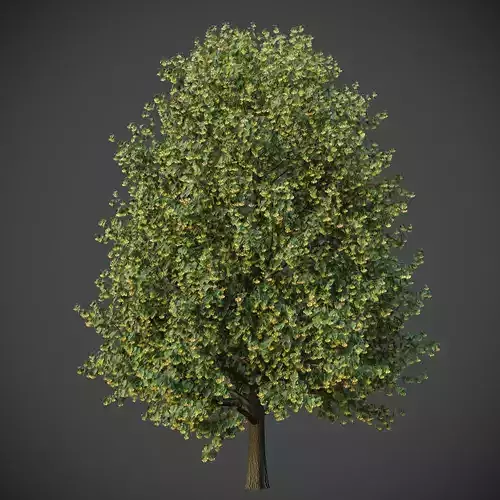 XfrogPlants Silverleaf Linden - Tilia Tomentosa