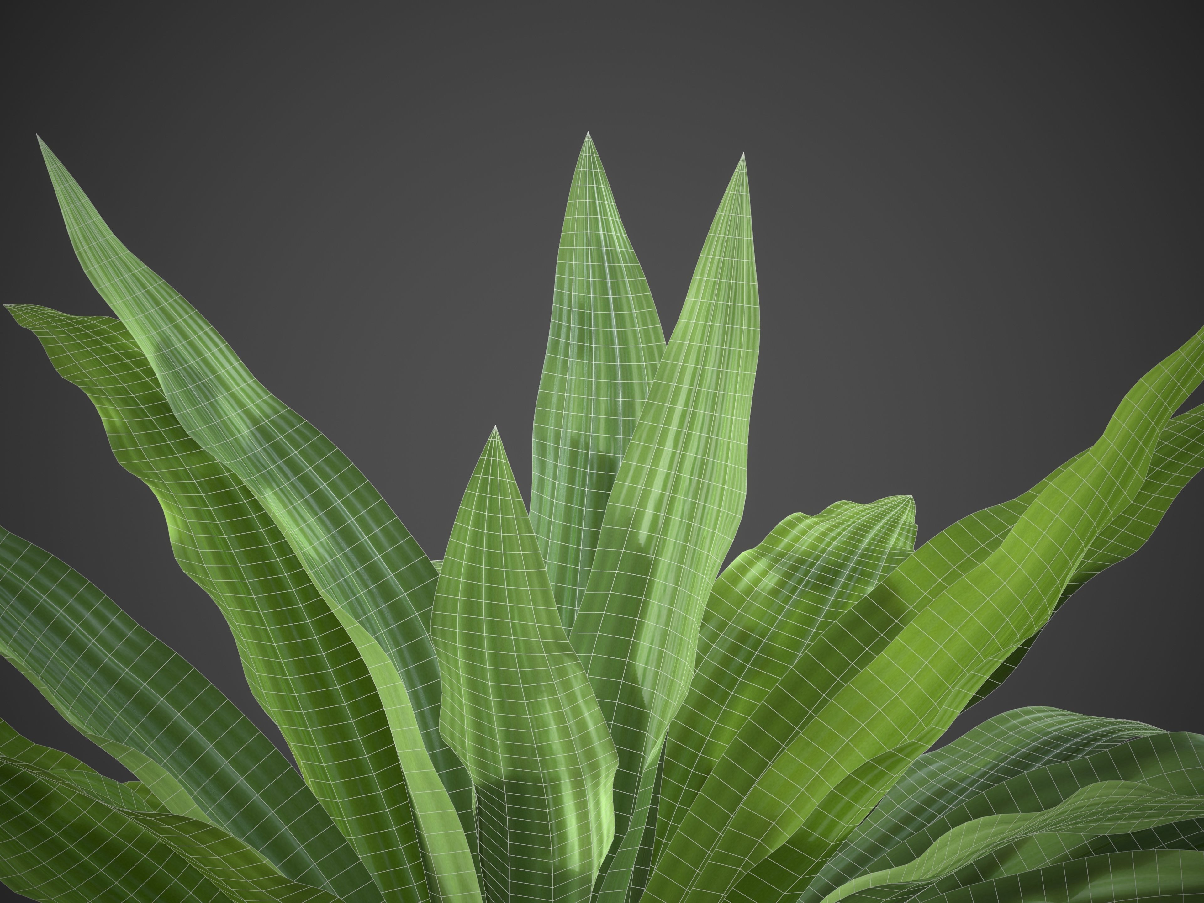XfrogPlants Boat Lily - Tradescantia Spathacea 3D model_5