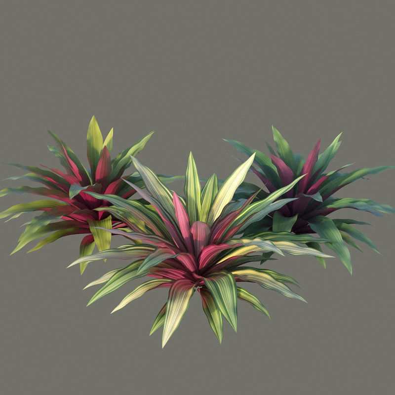 XfrogPlants Boat Lily - Tradescantia Spathacea 3D model_2