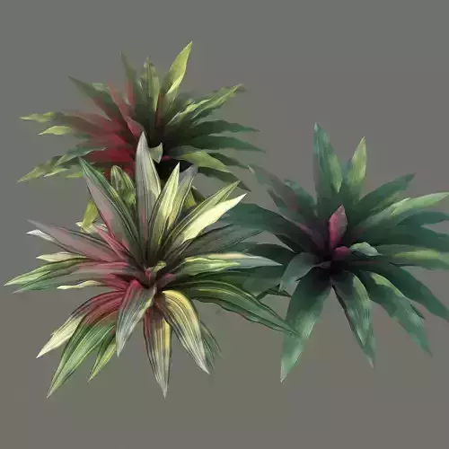 XfrogPlants Boat Lily - Tradescantia Spathacea 3D model
