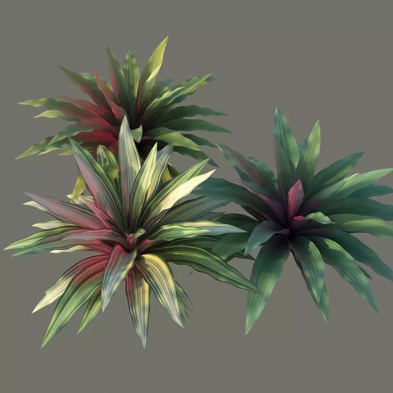 XfrogPlants Boat Lily - Tradescantia Spathacea 3D model_0