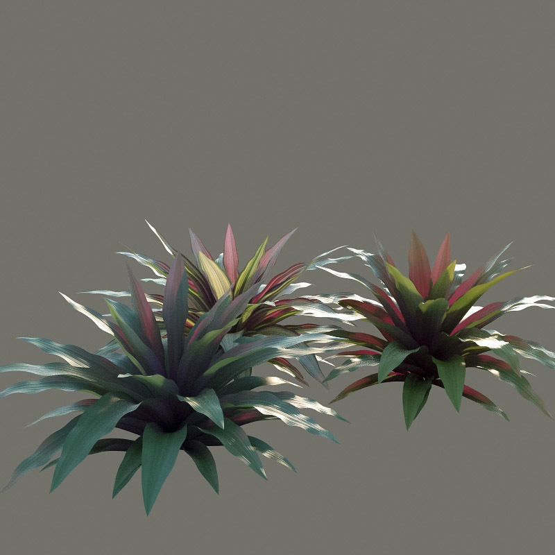 XfrogPlants Boat Lily - Tradescantia Spathacea 3D model_4