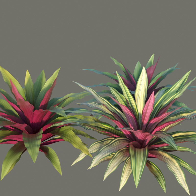 XfrogPlants Boat Lily - Tradescantia Spathacea 3D model_3