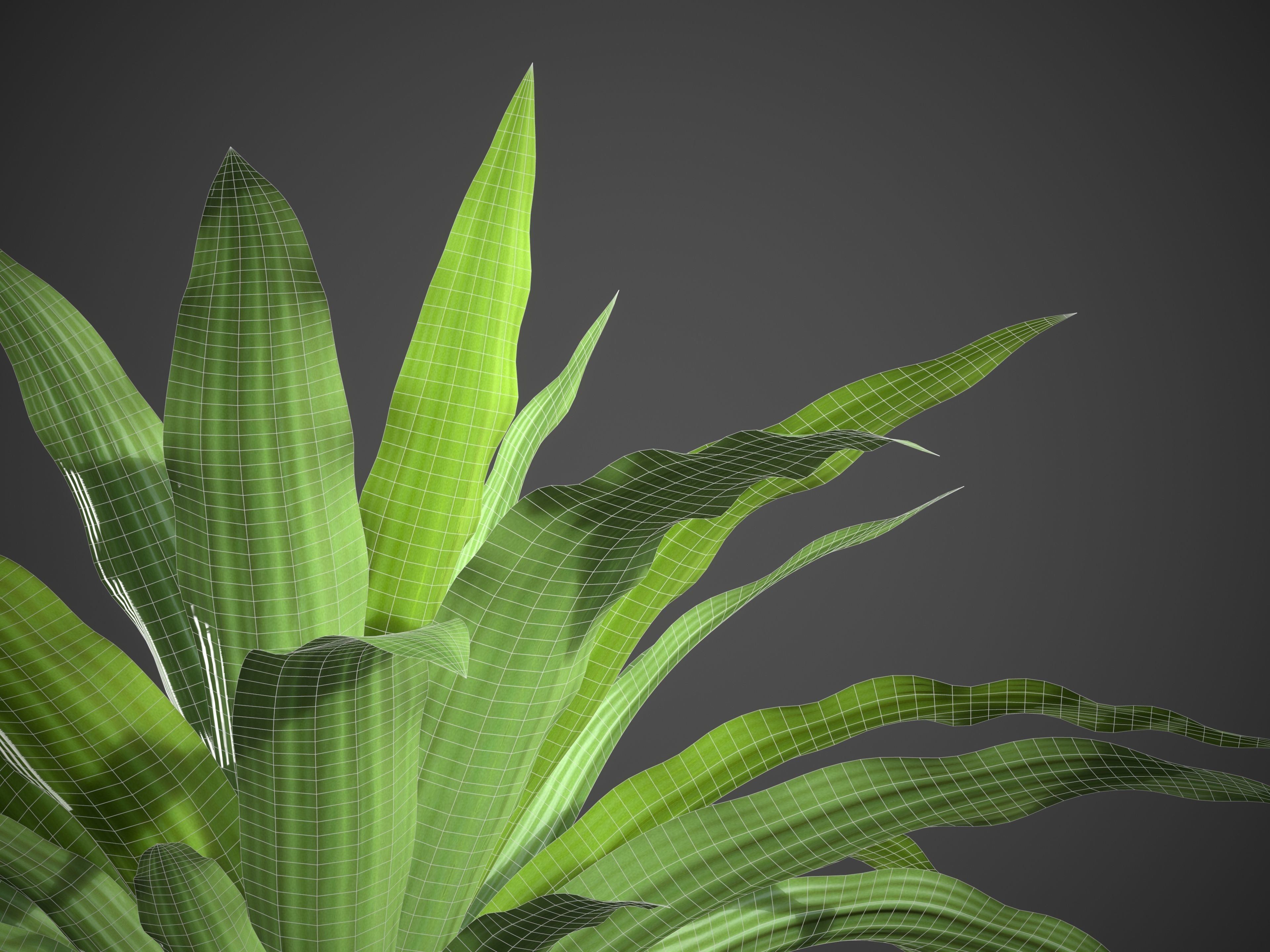 XfrogPlants Boat Lily - Tradescantia Spathacea 3D model_6