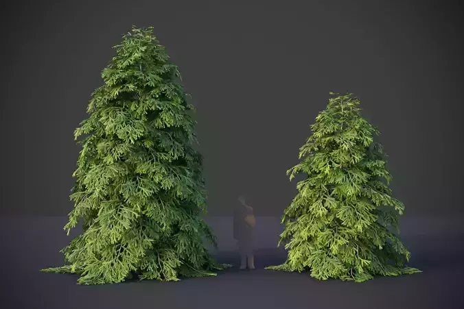 XfrogPlants Eastern Hemlock - Tsuga Canadensis  3D model