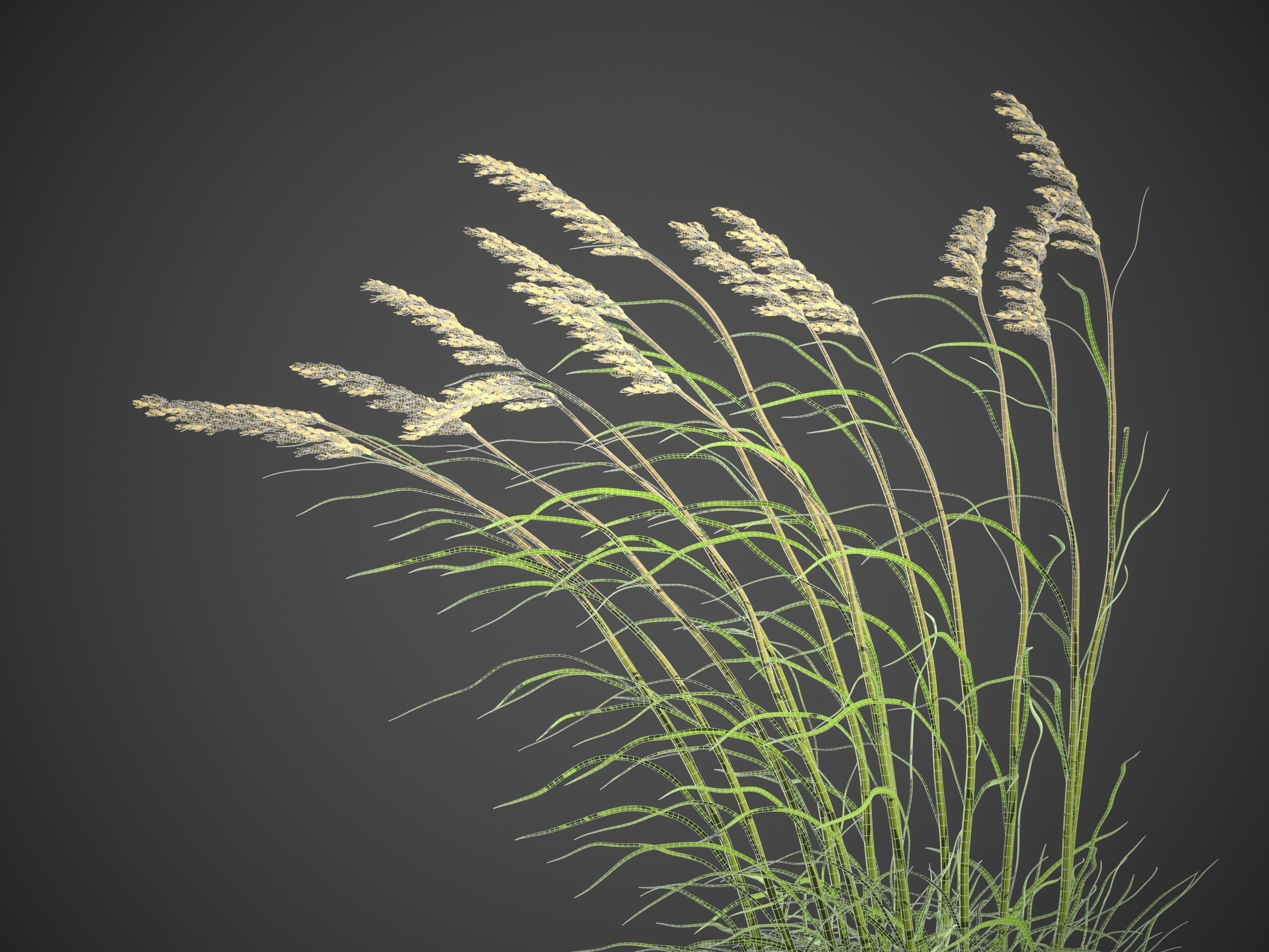 XfrogPlants Sea Oats - Uniola Paniculata 3D model_4