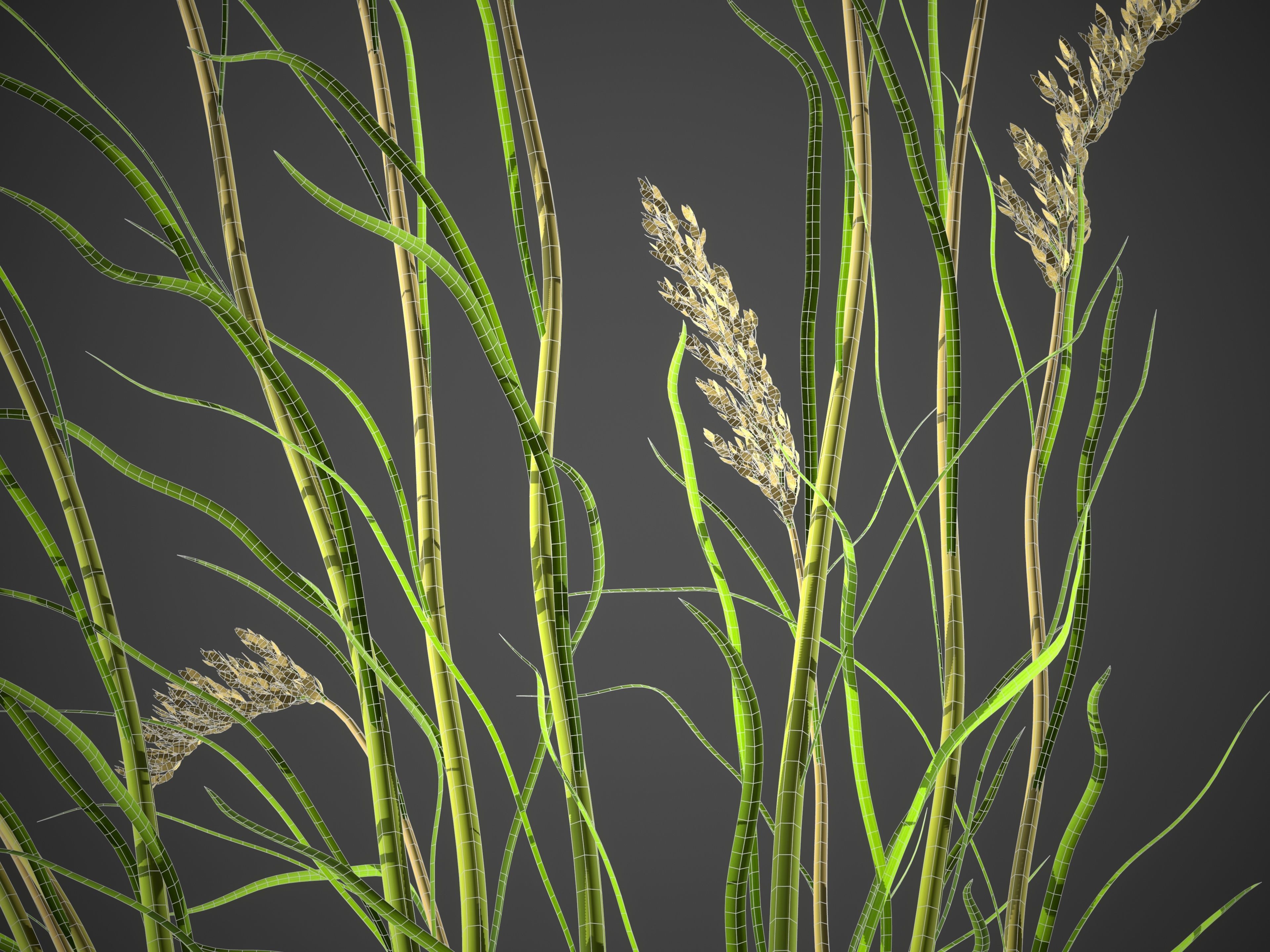 XfrogPlants Sea Oats - Uniola Paniculata 3D model_6