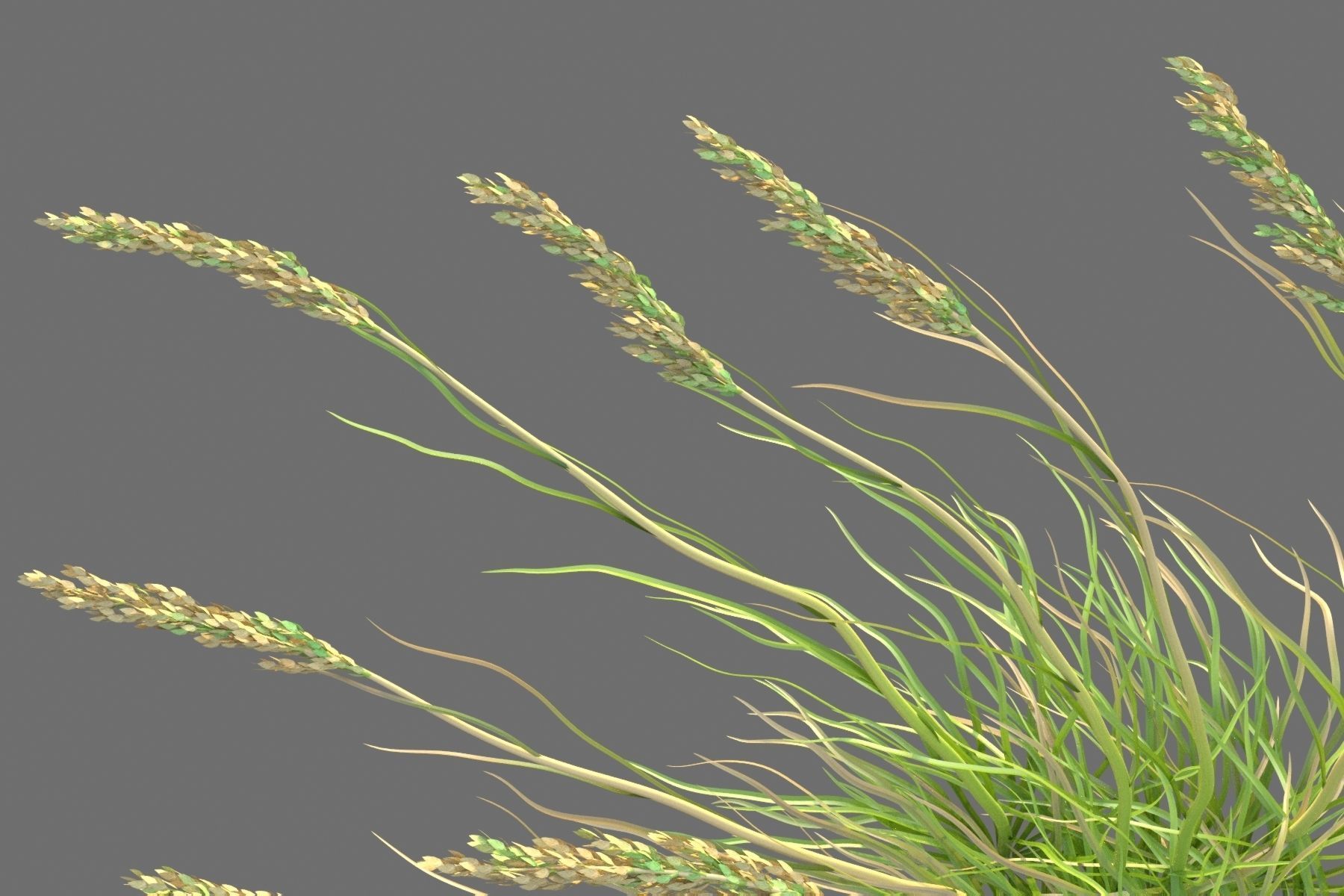 XfrogPlants Sea Oats - Uniola Paniculata 3D model_3