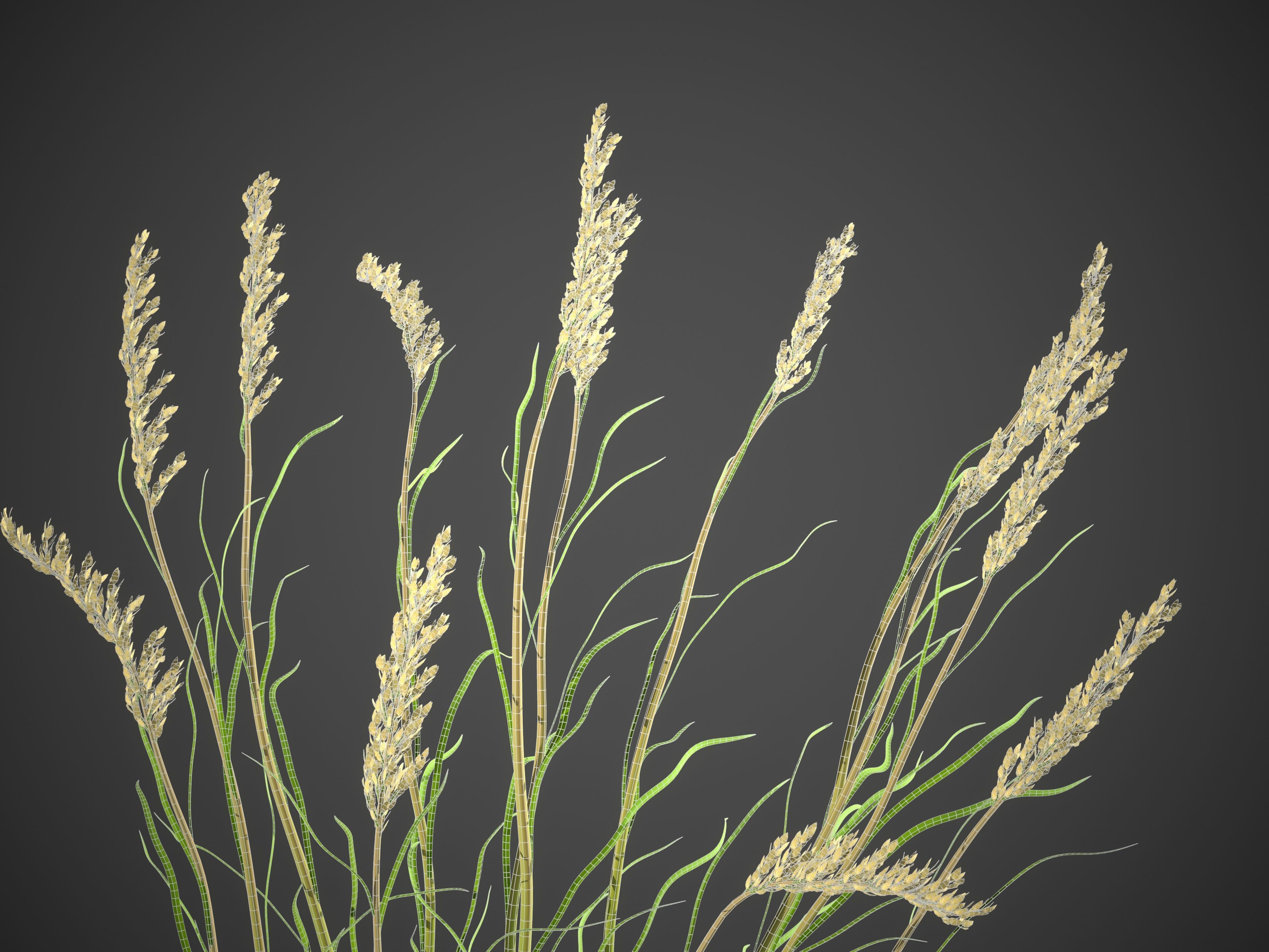 XfrogPlants Sea Oats - Uniola Paniculata 3D model_5