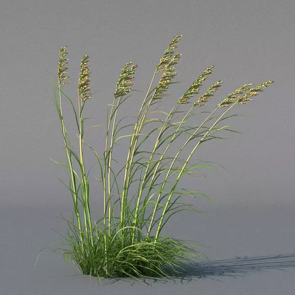 XfrogPlants Sea Oats - Uniola Paniculata 3D model_0