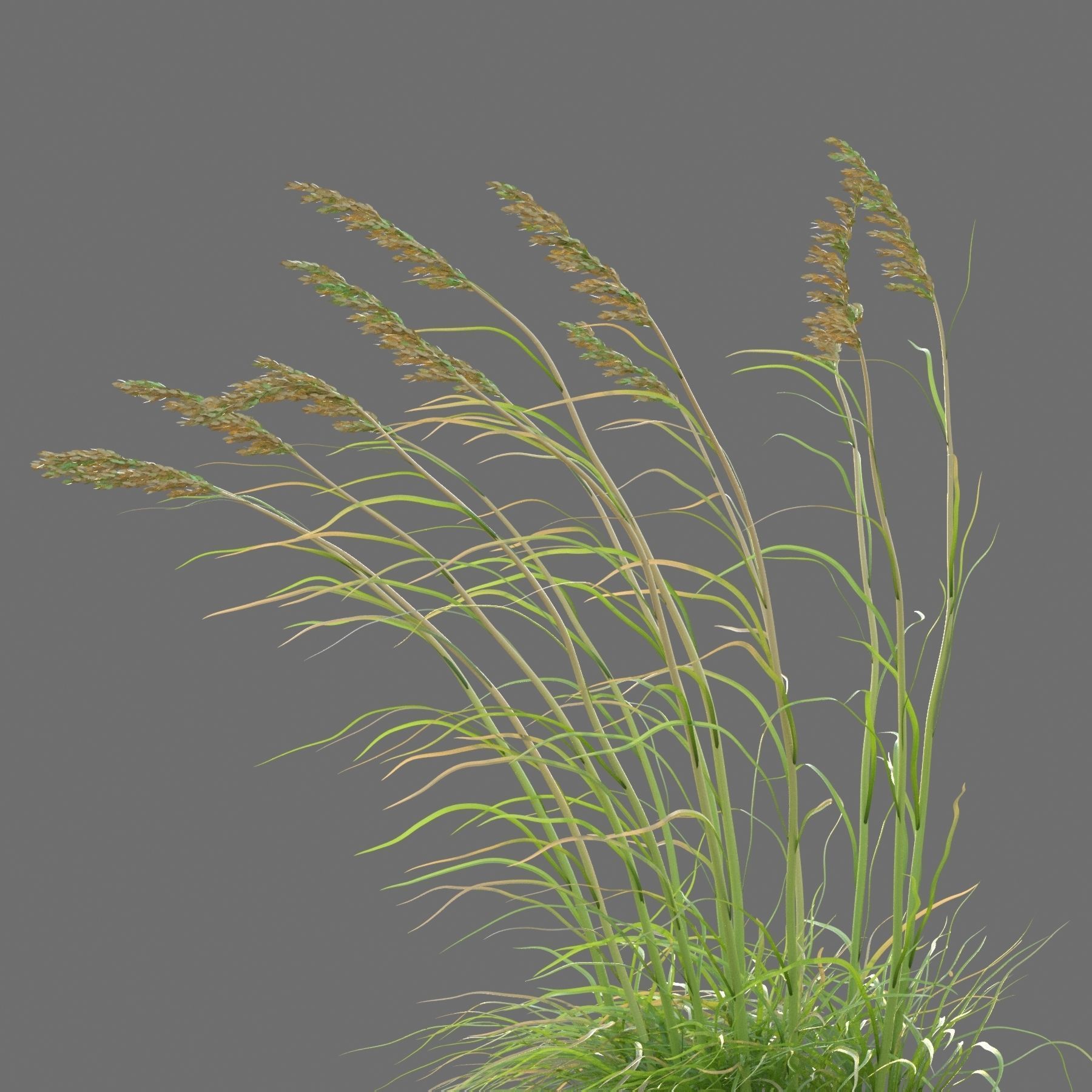 XfrogPlants Sea Oats - Uniola Paniculata 3D model_2