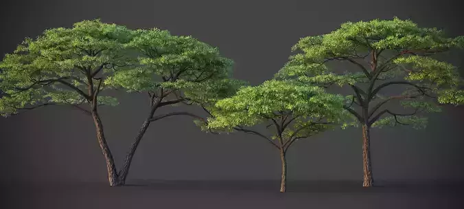 XfrogPlants Umbrella Thorn Acacia - Vachellia Tortilis 3D model