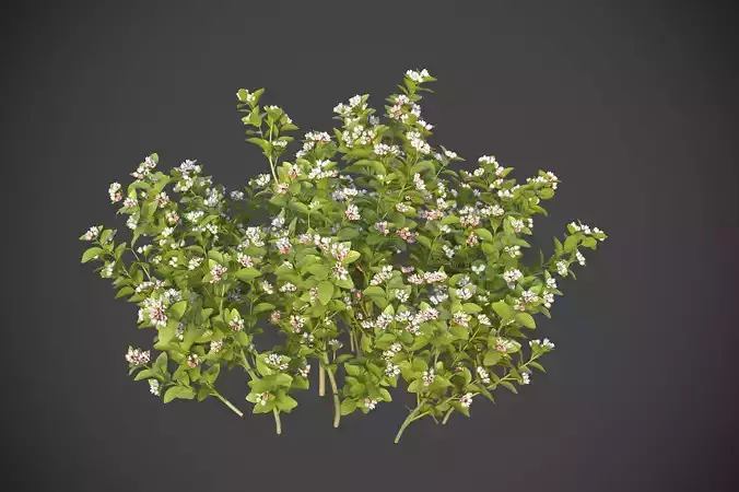 XfrogPlants Wild Lowbush Blueberry - Vaccinium Angustifolium  3D model