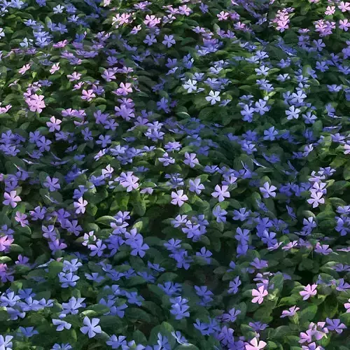 XfrogPlants Lesser Perriwinkle - Vinca Minor  3D model