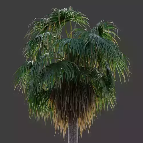 XfrogPlants Desert Fan Palm - Washingtonia Filifera 3D model